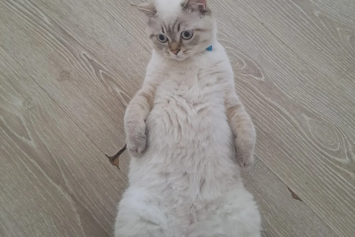 8 aylık siyam birithes 5