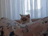 8 aylık siyam birithes