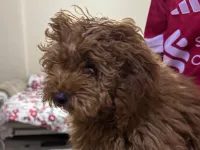 “6 Aylık Safkan Toy Poodle – Tüm Aşıları Tam”