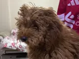 “6 Aylık Safkan Toy Poodle – Tüm Aşıları Tam”