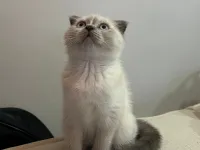 Scottish Fold Blue Point - Dişi