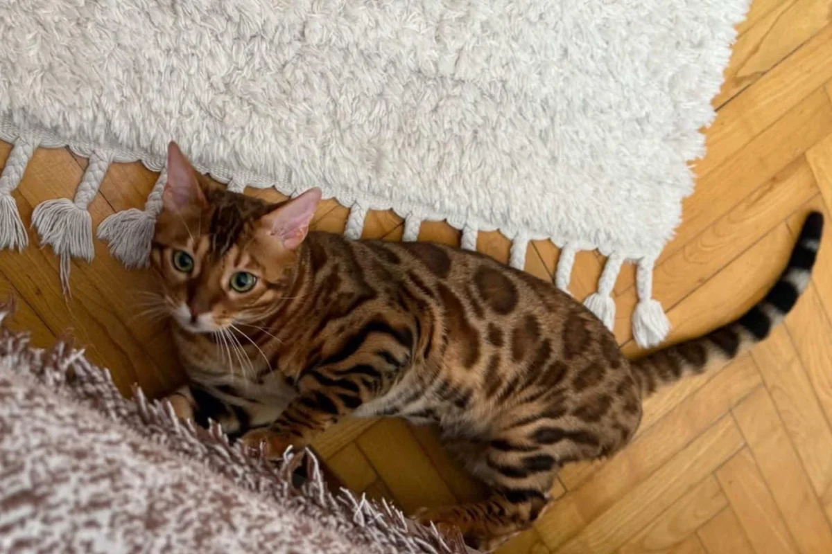 1 yaş kızgınlıkta erkek bengal 1