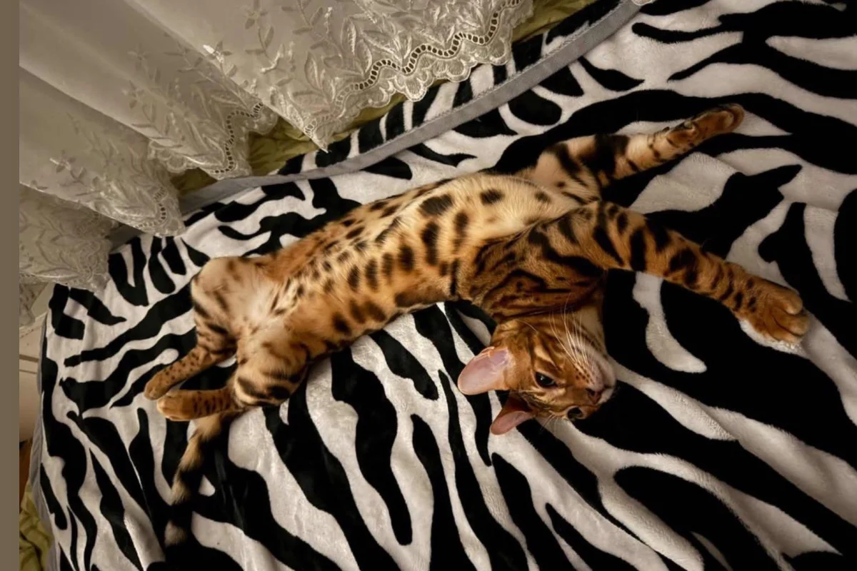 1 yaş kızgınlıkta erkek bengal 3