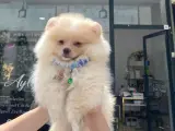 Ayı surat Pomerian