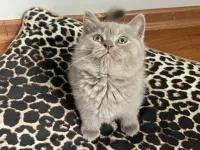 2 aylık erkek british shorthair