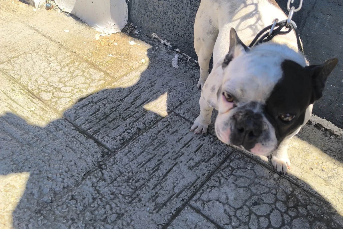 1 yaşında dişi french bulldog 2