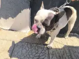 1 yaşında dişi french bulldog