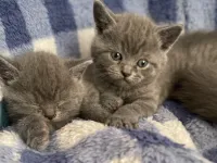 45 günlük erkek yavrularımız British Shorthair