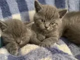 45 günlük erkek yavrularımız British Shorthair