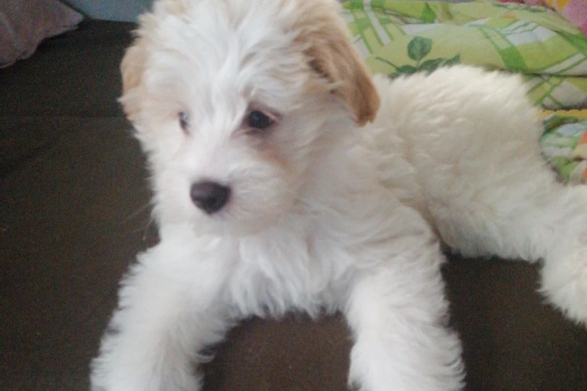 3 Aylık Erkek Maltese Terrier 4