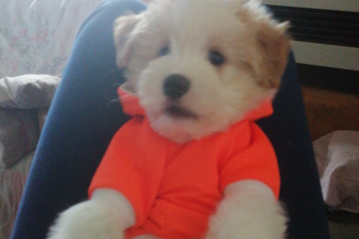 3 Aylık Erkek Maltese Terrier 2