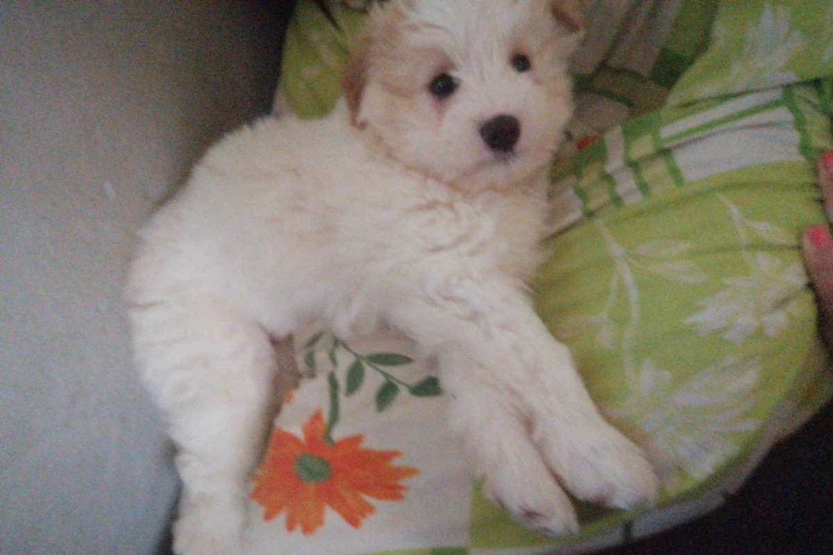3 Aylık Erkek Maltese Terrier 6