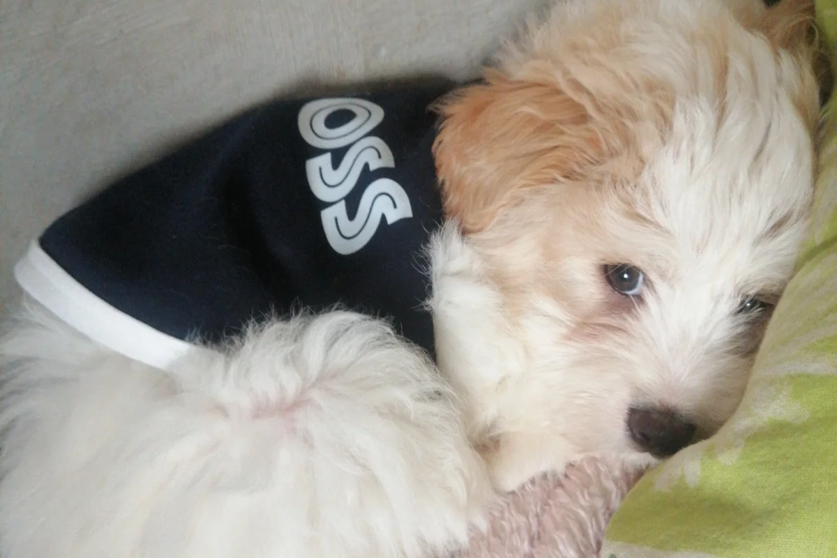 3 Aylık Erkek Maltese Terrier 3