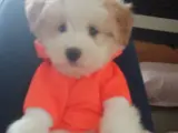 3 Aylık Erkek Maltese Terrier