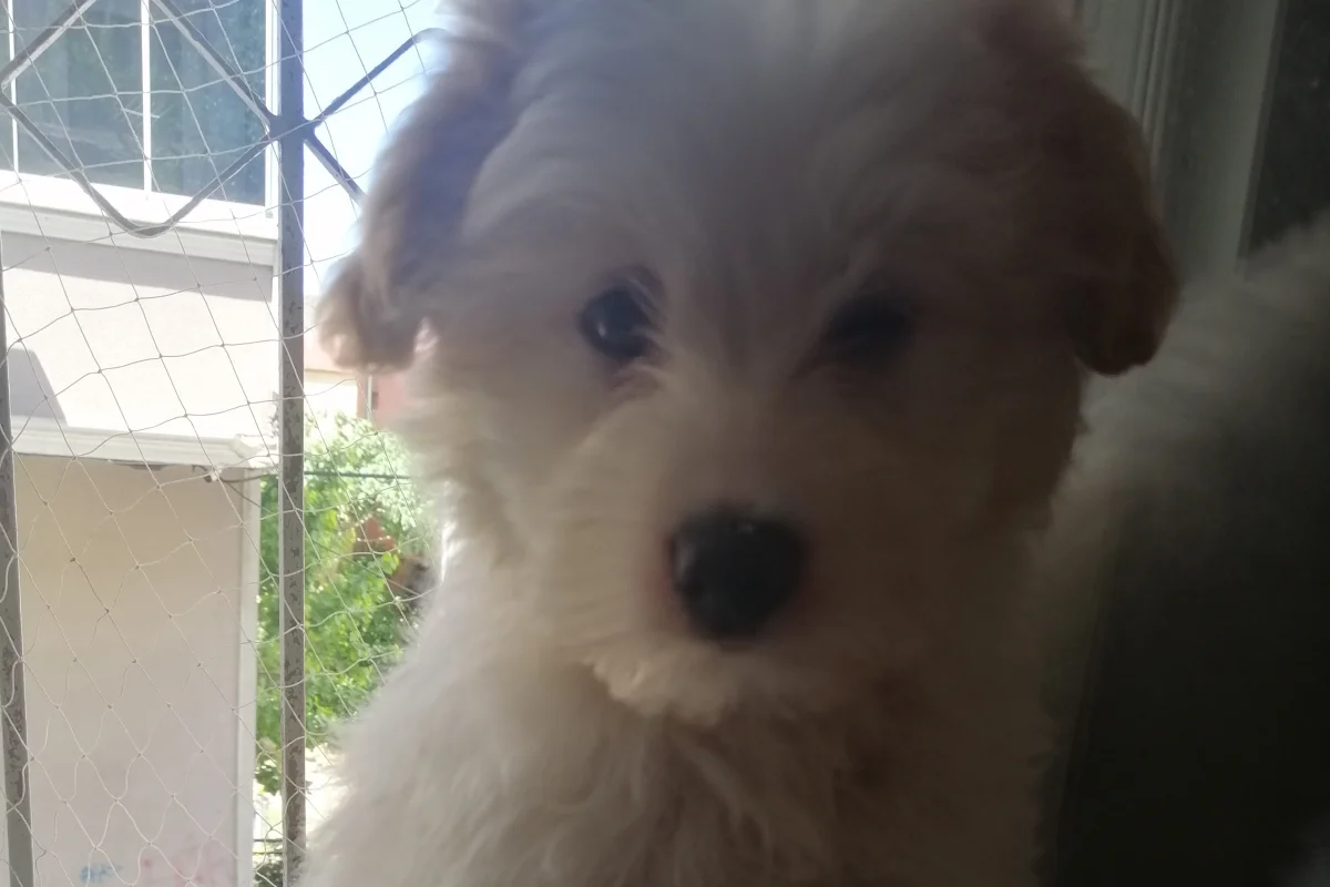 3 Aylık Erkek Maltese Terrier 5