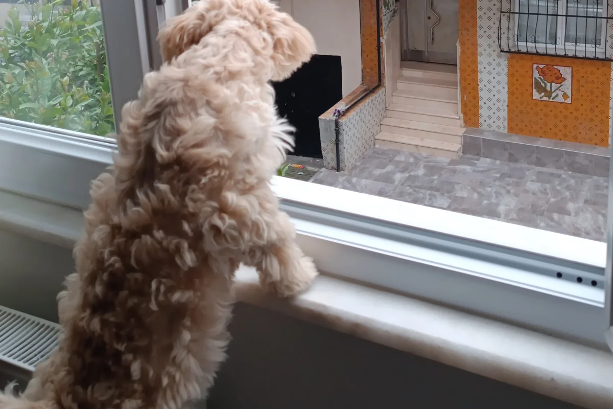 7 aylık maltipoo 2