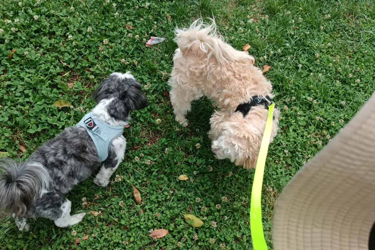 7 aylık maltipoo 4