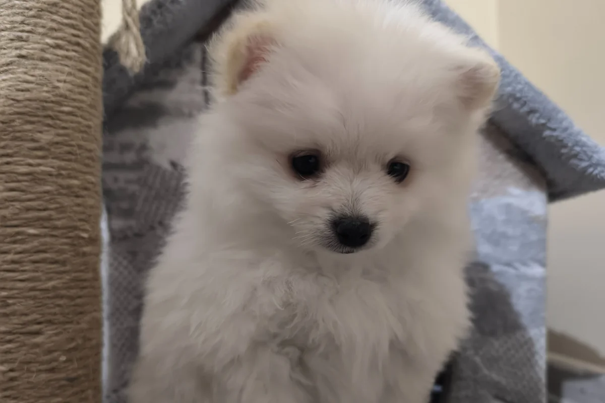 3 aylık pomeranian boo 6