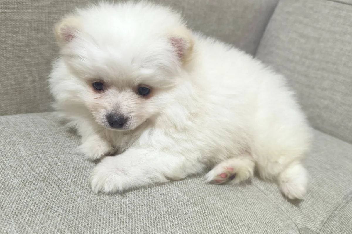 3 aylık pomeranian boo 7
