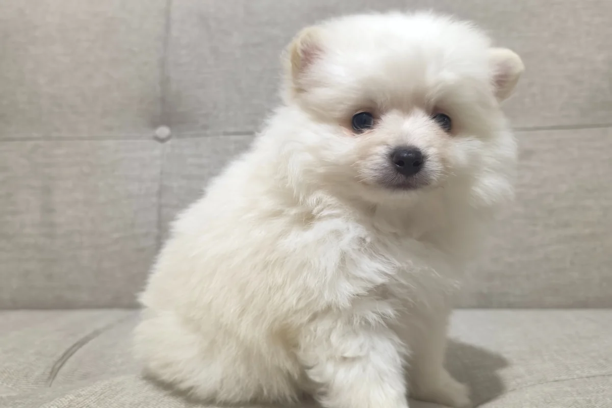 3 aylık pomeranian boo 4
