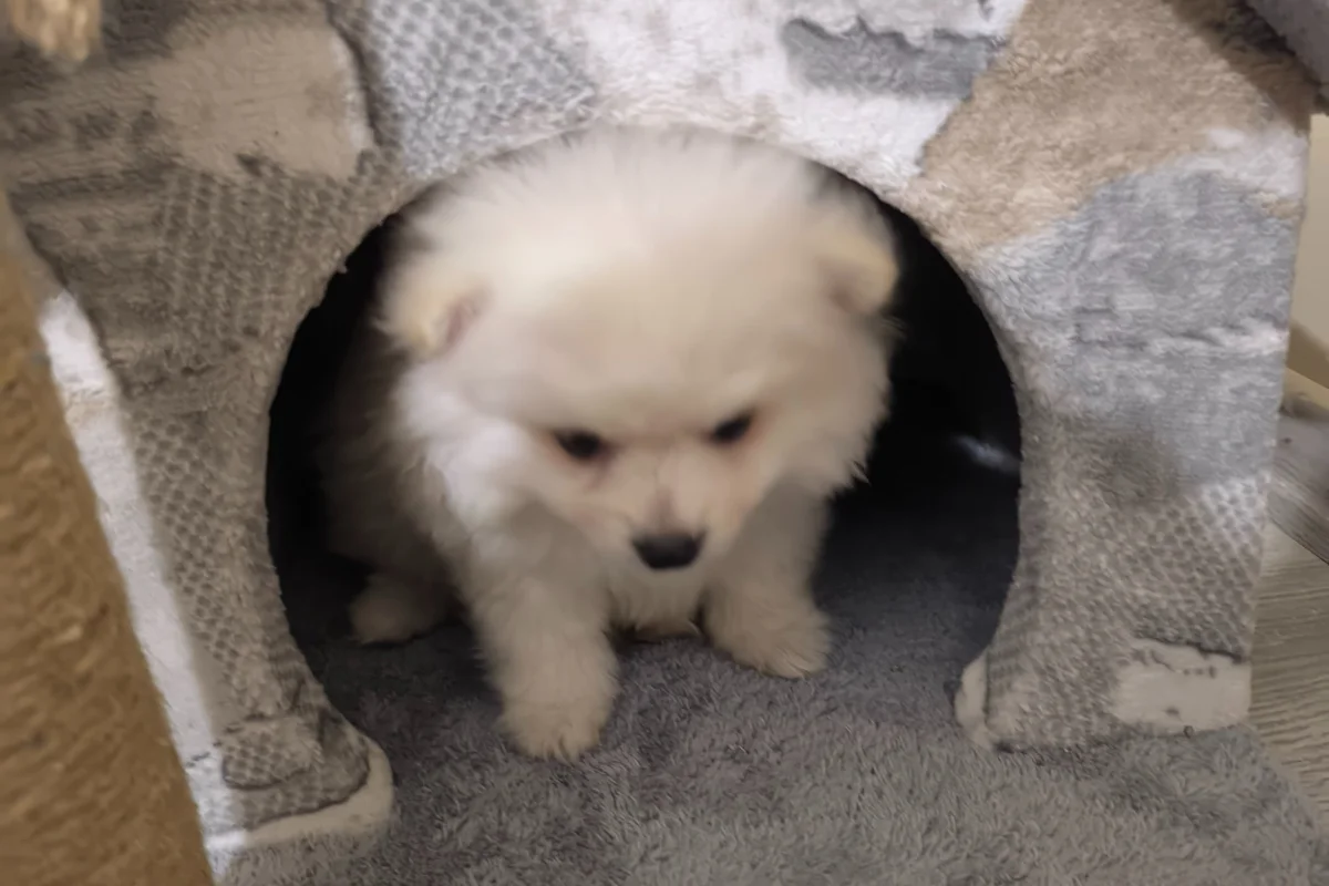 3 aylık pomeranian boo 5