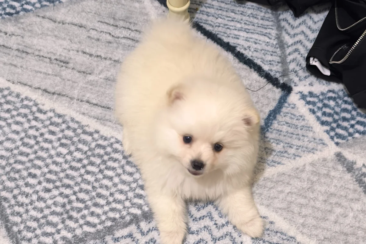 3 aylık pomeranian boo 3