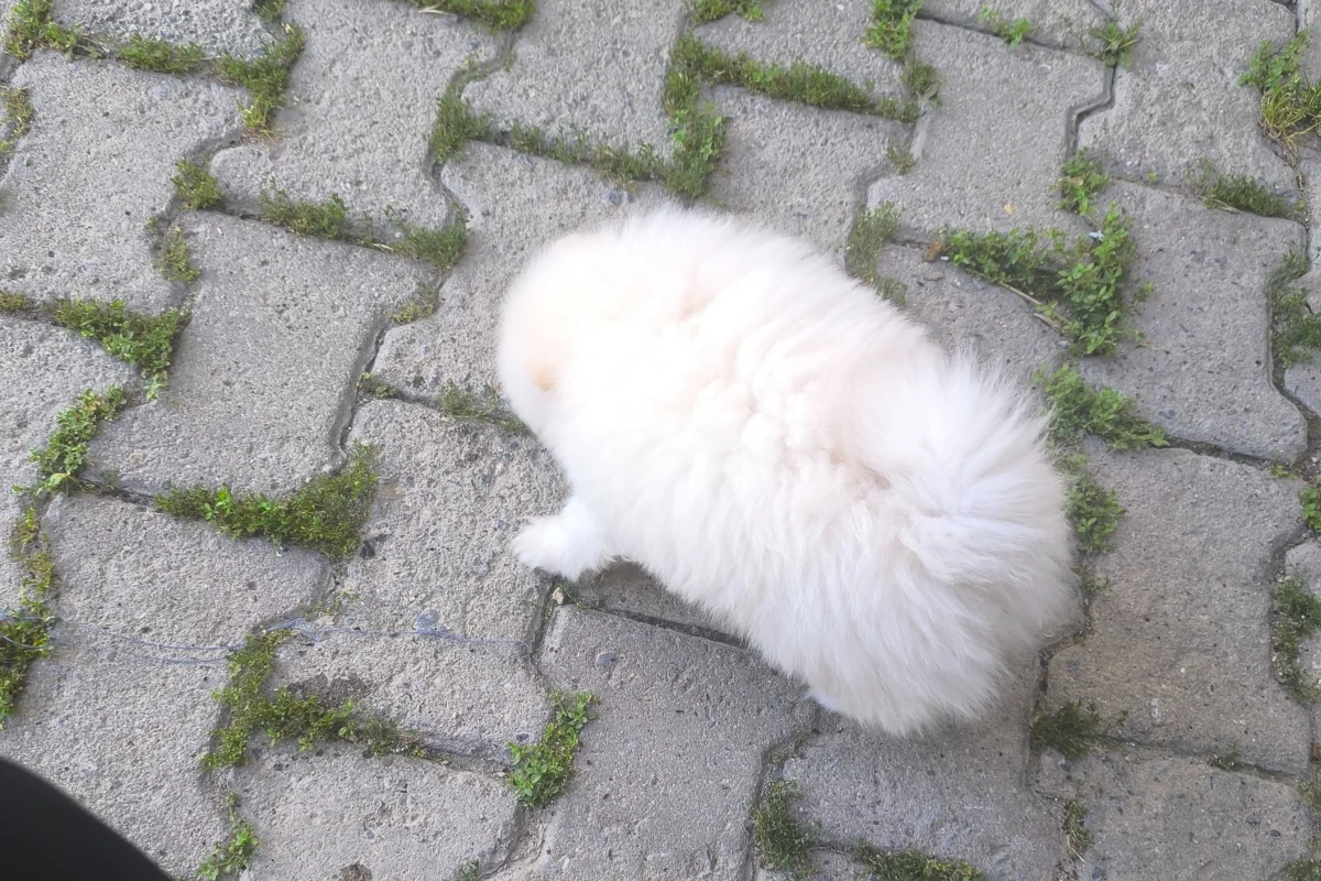 3 aylık pomeranian boo 2