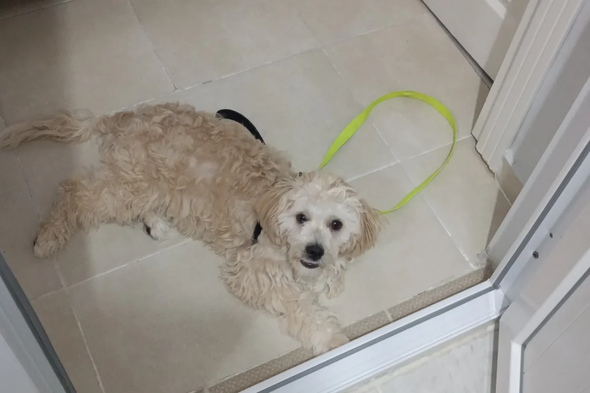 7 aylık maltipoo 3