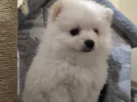 3 aylık pomeranian boo