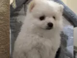 3 aylık pomeranian boo