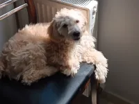 7 aylık maltipoo