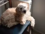 7 aylık maltipoo