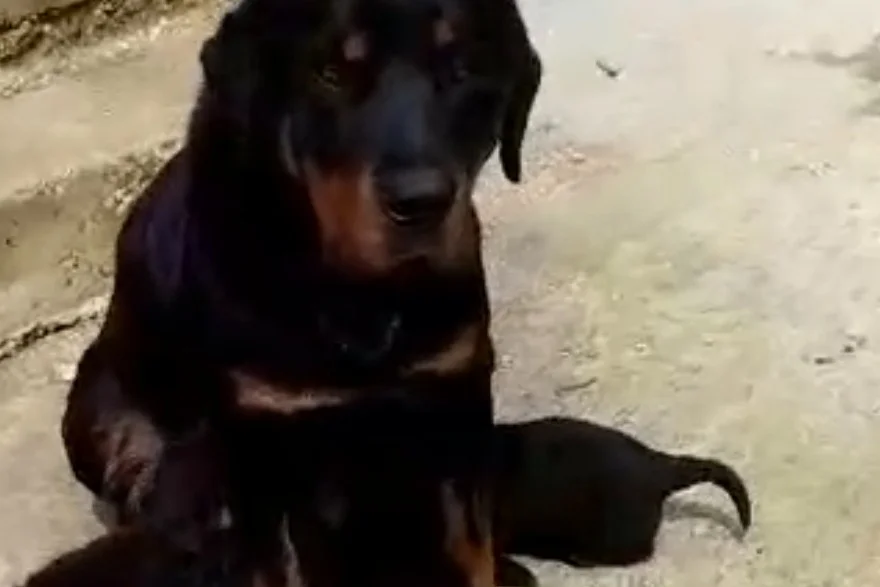 3 Aylık Rottweiler yavru 2