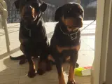 3 Aylık Rottweiler yavru
