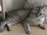 ÇETOYA ACİL YUVA