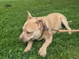 2 yaşında kısa bacak pitbul