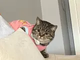 1 yaşında dişi yurtdışına taşınacağım için sahiplendirmek istiyorum