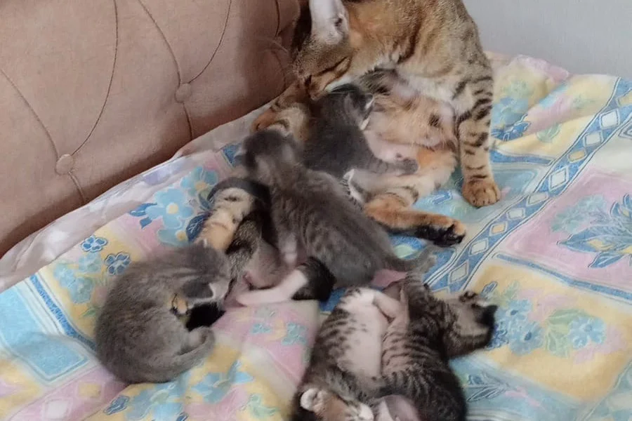 Anne kedi 6 yavru sahiplendirmek 2