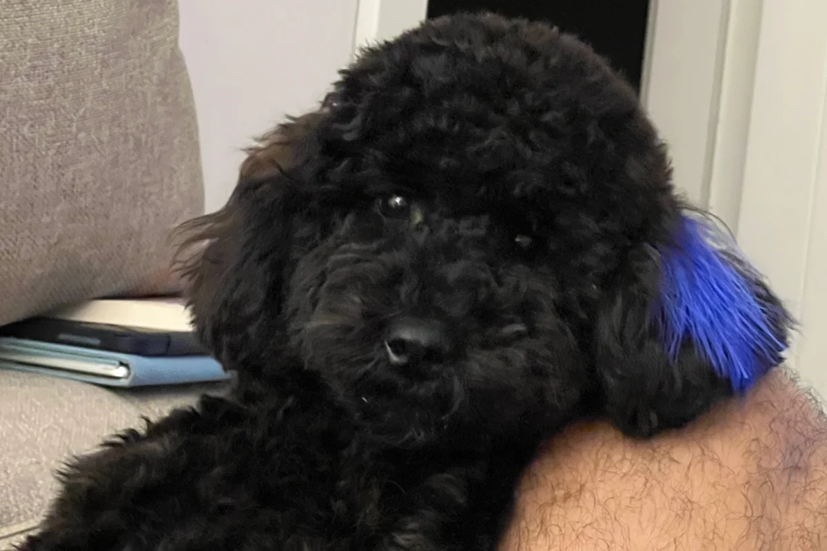 Poddle 18 aylık 6