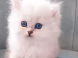 Tüylü şirinler teslime hazır