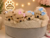 Dünyalar Tatlısı Japon Pomeranian Yavrularımız