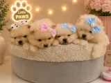 Dünyalar Tatlısı Japon Pomeranian Yavrularımız
