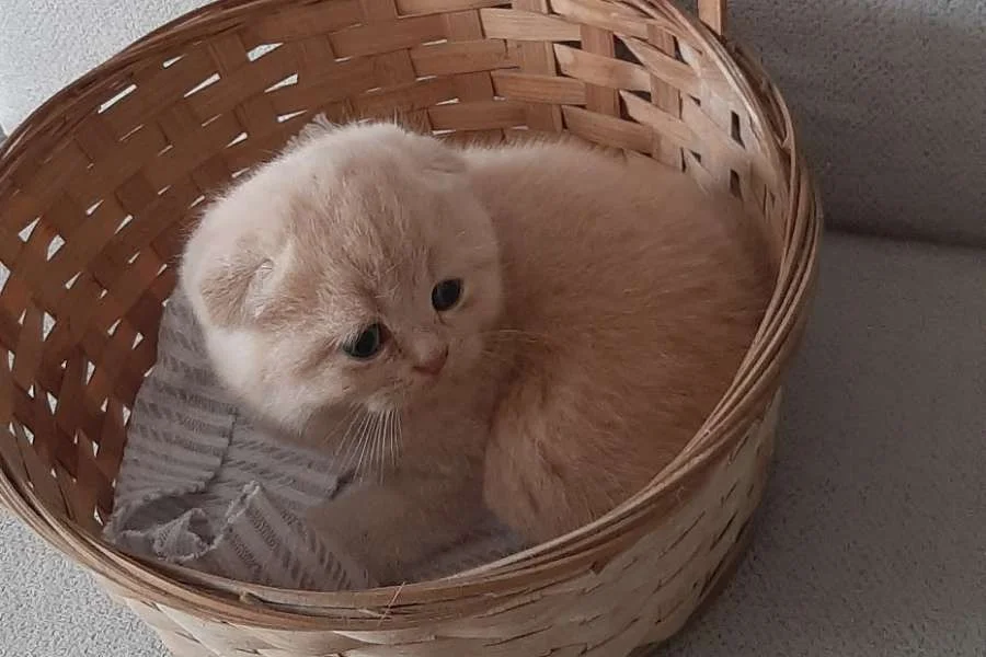 5 tane güzeller güzeli bebekler 6