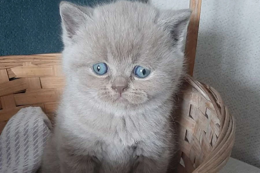 5 tane güzeller güzeli bebekler 3
