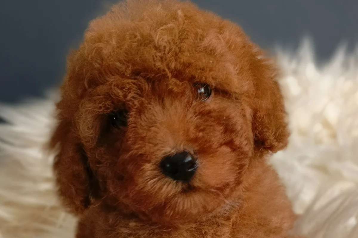 Veteriner teknikerinden ırk ve sağlık garantili Toy Poodle 3