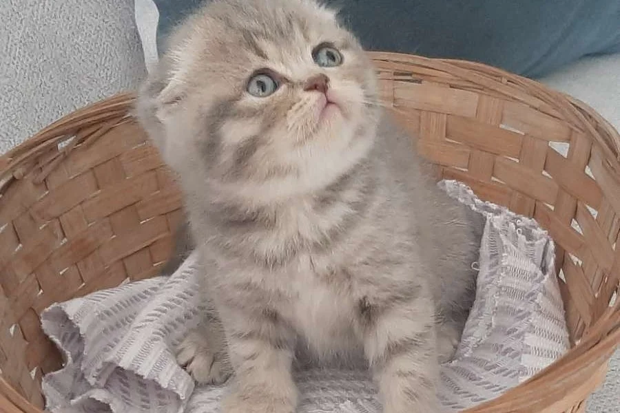 5 tane güzeller güzeli bebekler 4