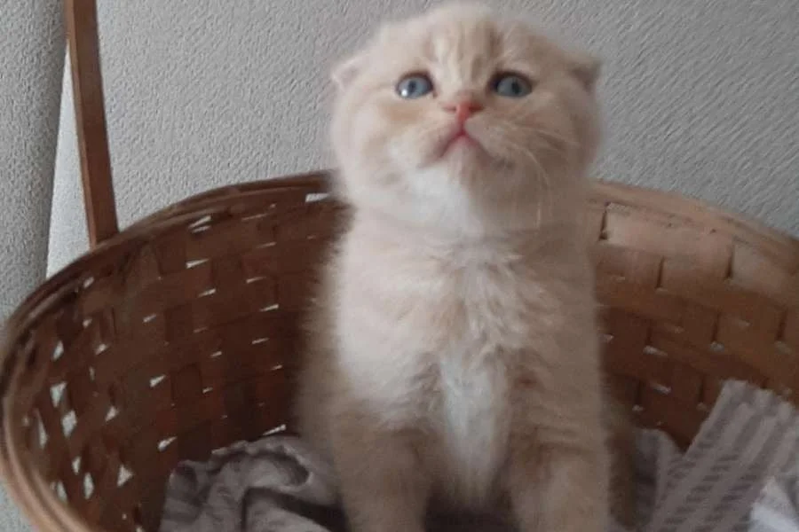 5 tane güzeller güzeli bebekler 5