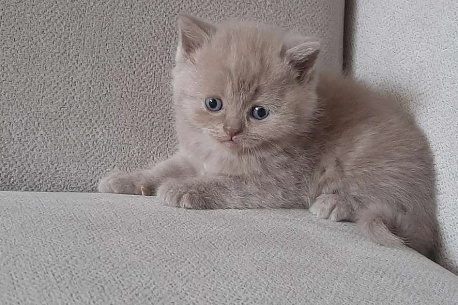5 tane güzeller güzeli bebekler 2