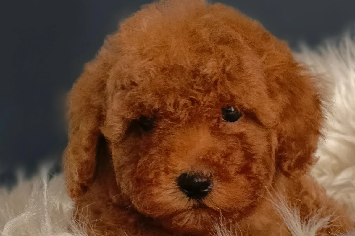 Veteriner teknikerinden ırk ve sağlık garantili Toy Poodle 2