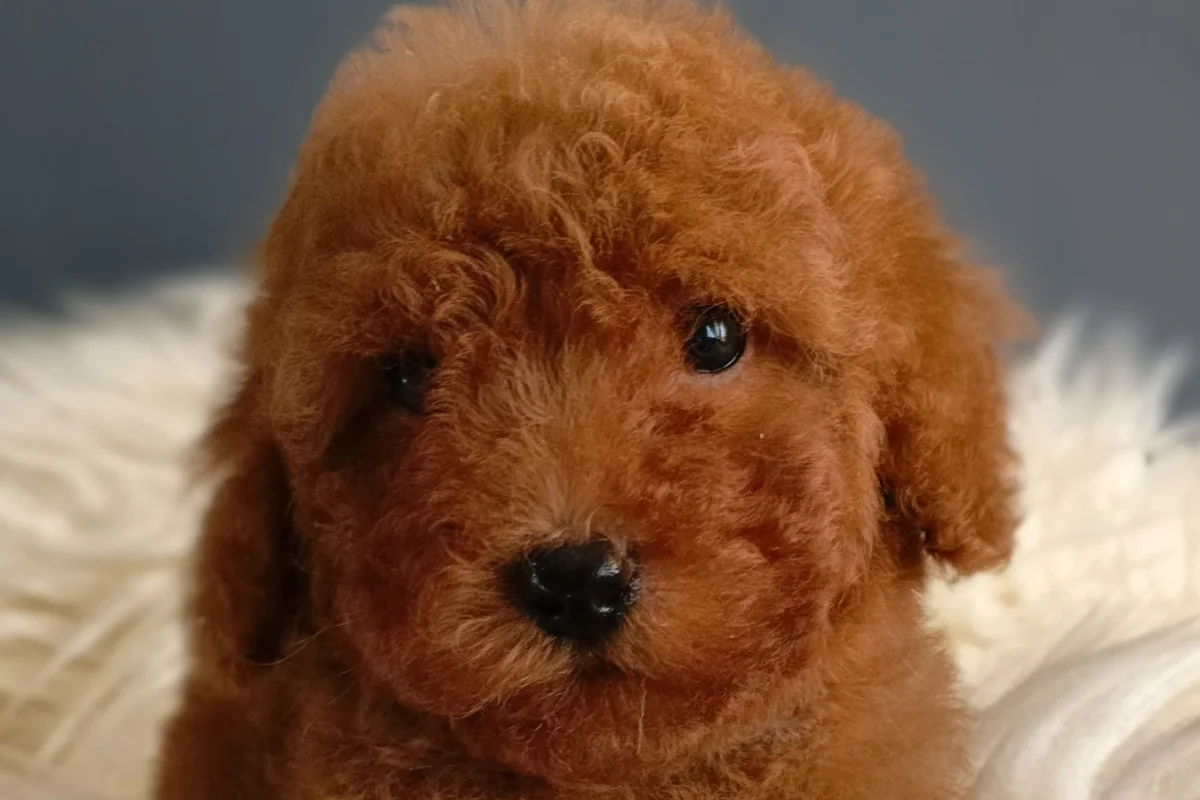 Veteriner teknikerinden ırk ve sağlık garantili Toy Poodle 4